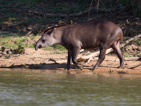 Laaglandtapir (Tapirus terrestris)